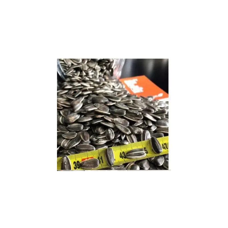Imported Argentina big sunflower 2kg loose