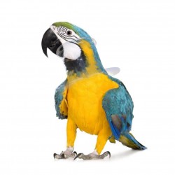 Parrot Collar Medium Size